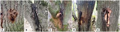 Reliable and specific detection and identification of Brenneria goodwinii, the causal agent of oak and oriental beech decline